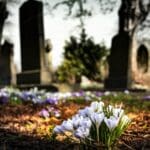 Delicate crocuses bloom in early spring, contrasting with weathered tombstones in a tranquil graveyard.